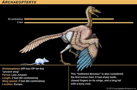 how are bird feet similar to dinosaurs